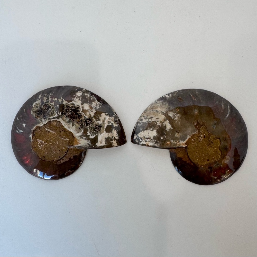 Large Matching Pair of Iridescent Polished Ammonite Fossils from Morocco - Picture 6 of 16